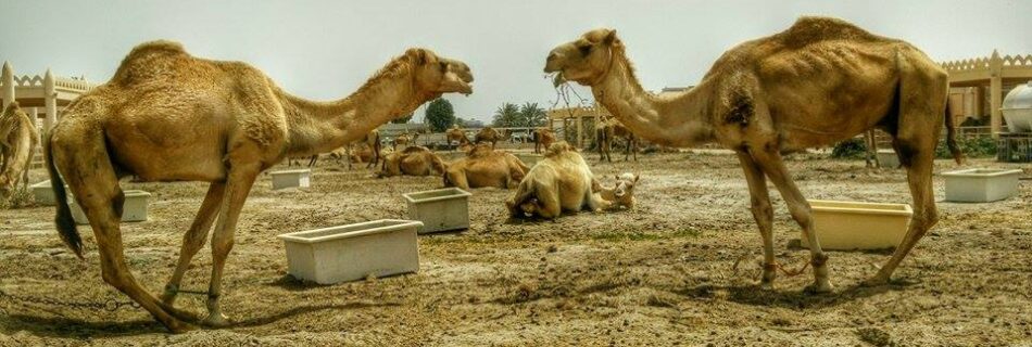 Bahrain-camel-farm