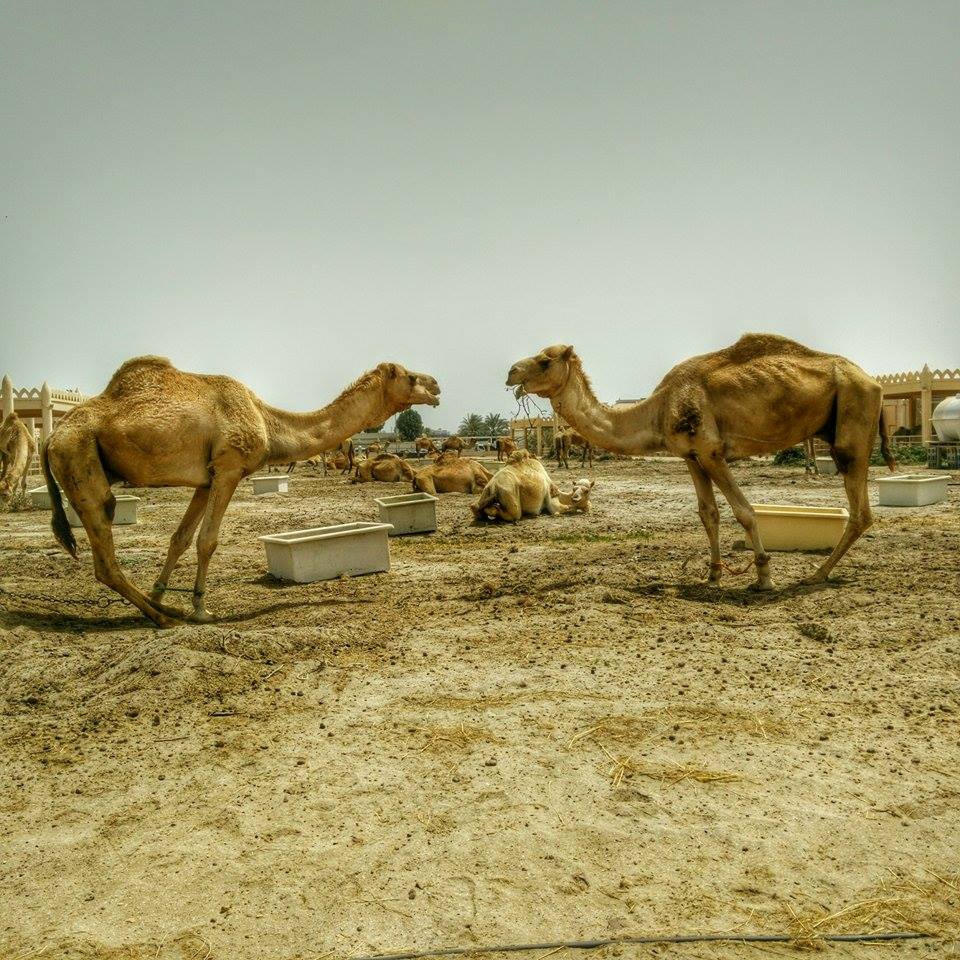 Bahrain-camel-farm