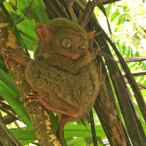 Tarsier Bohol