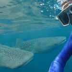 Ginger Around The World - Whale Shark Oslob Cebu