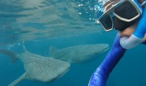 Ginger Around The World - Whale Shark Oslob Cebu