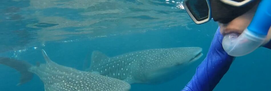 Ginger Around The World - Whale Shark Oslob Cebu