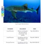 ginger around the world whale shark prices oslob