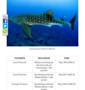 ginger around the world whale shark prices oslob