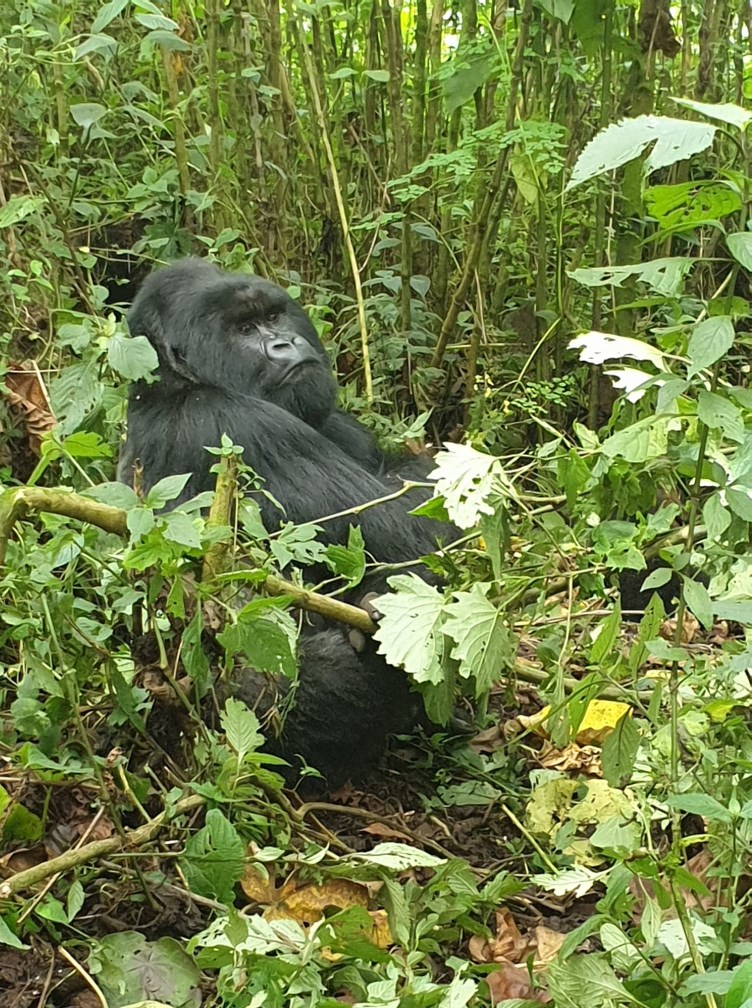 gorilla trek Virunga National Park