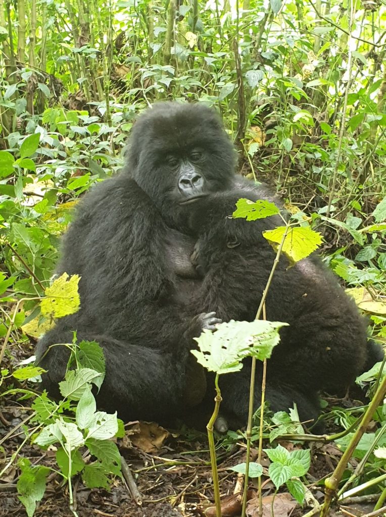 gorilla trek Virunga National Park