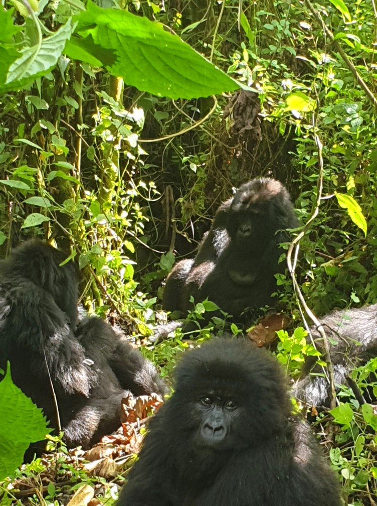 gorilla trek Virunga National Park